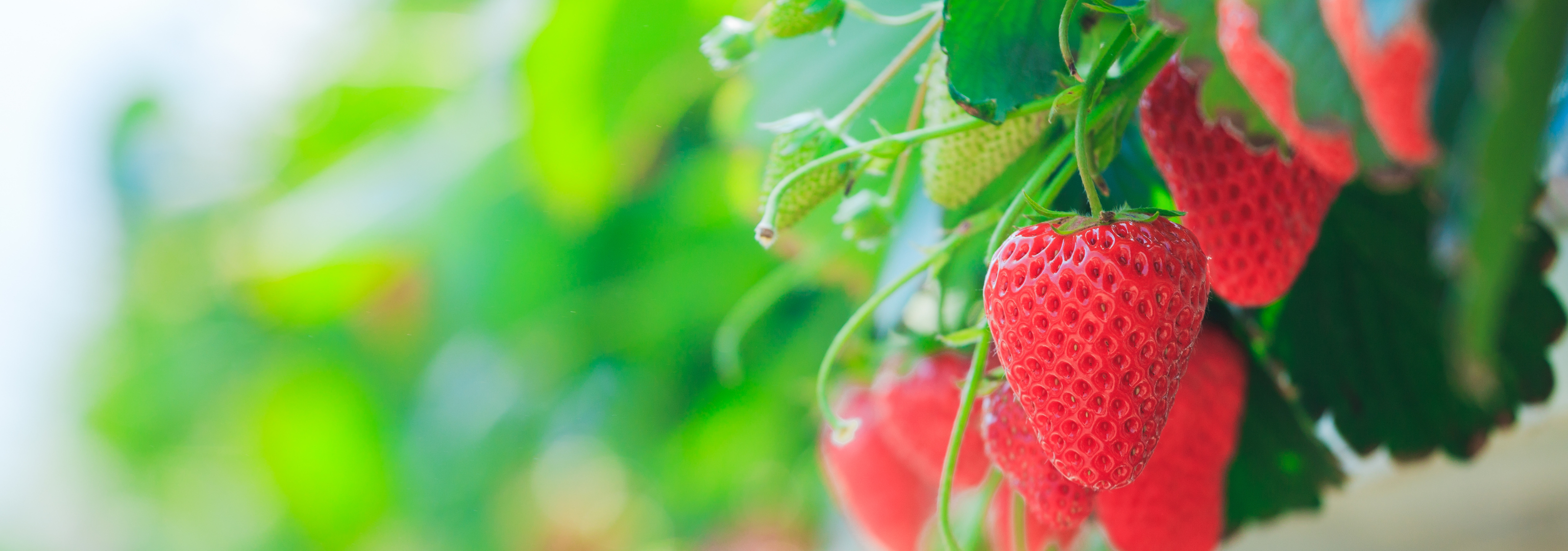 A Family’s Love for Strawberries: The Inspiration Behind Our Print